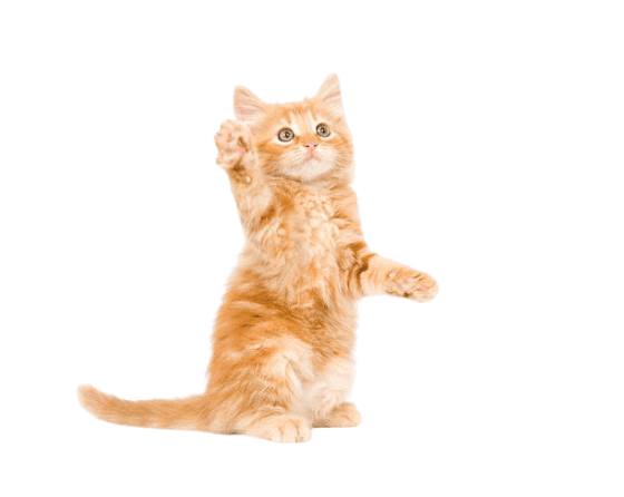 Gatinho decorativo interagindo com o texto